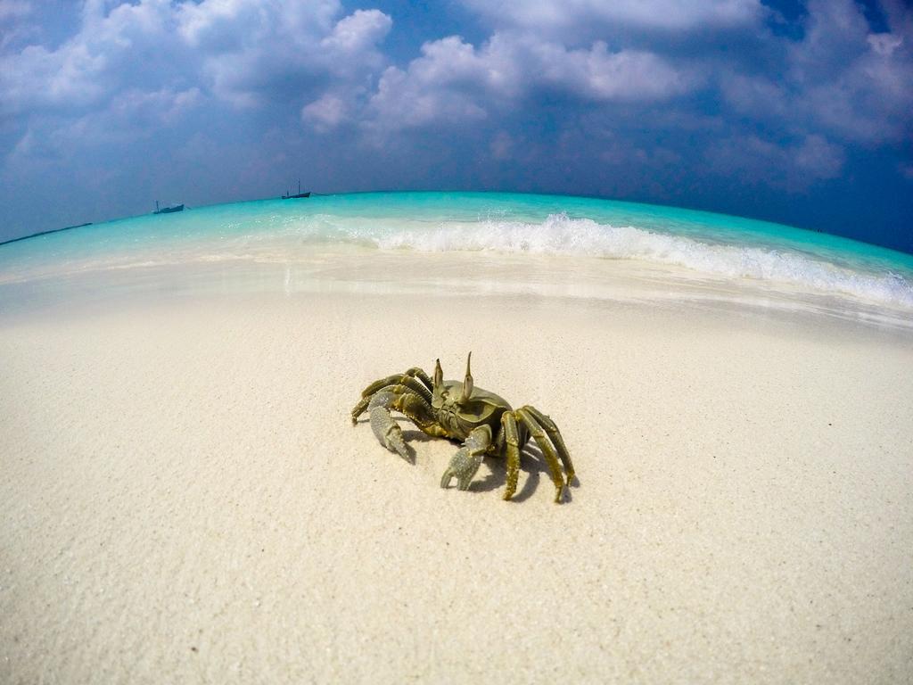 Cerulean View Residence Hanimaadhoo Island Dış mekan fotoğraf